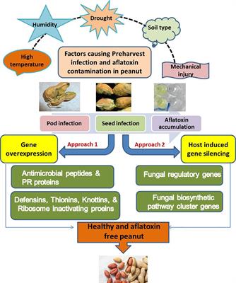 Advances in Crop Improvement and Delivery Research for Nutritional Quality and Health Benefits of Groundnut (Arachis hypogaea L.)